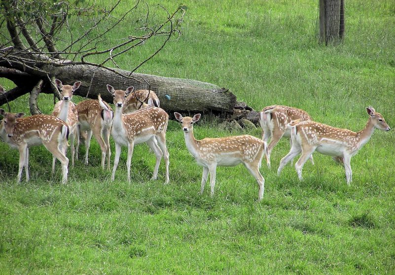 fallow-deer-597550_1920