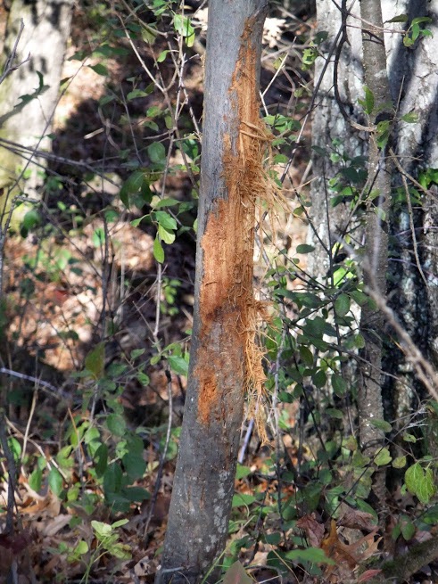 tree bark stripping