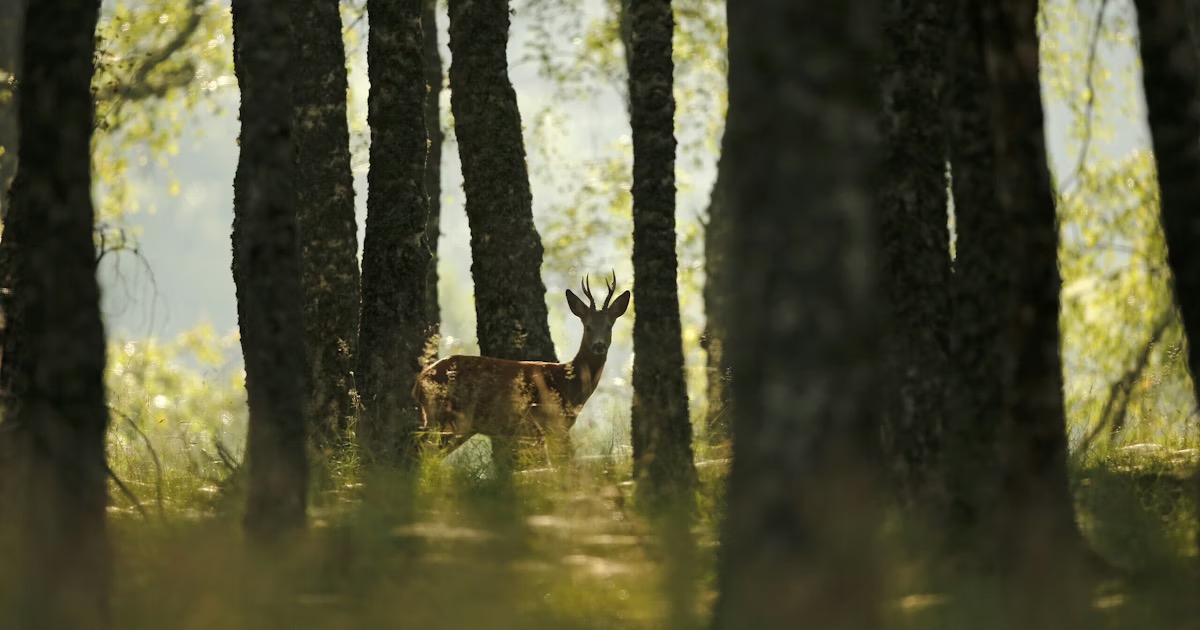 roe buck in woodland