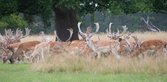 deer-5533010_1920
